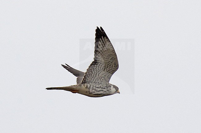 First-winter Amur Falcon (Falco amurensis) flying over savanna in South Africa. Seen from the side, showing under wing pattern. stock-image by Agami/Dani Lopez-Velasco,