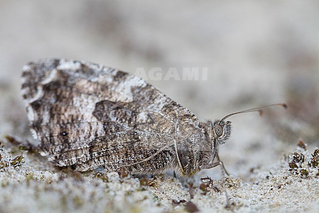 Heivlinder rustend op grond; Grayling resting on ground stock-image by Agami/Menno van Duijn,