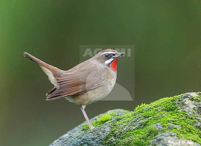 Male Siberian Rubythroat (Luscinia calliope) with cocked tail perched on a moss covered stone along a small stream in southeast China. stock-image by Agami/Marc Guyt,