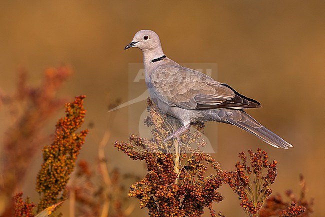 Collared Dove, Streptopelia decaocto, in Italy. stock-image by Agami/Daniele Occhiato,