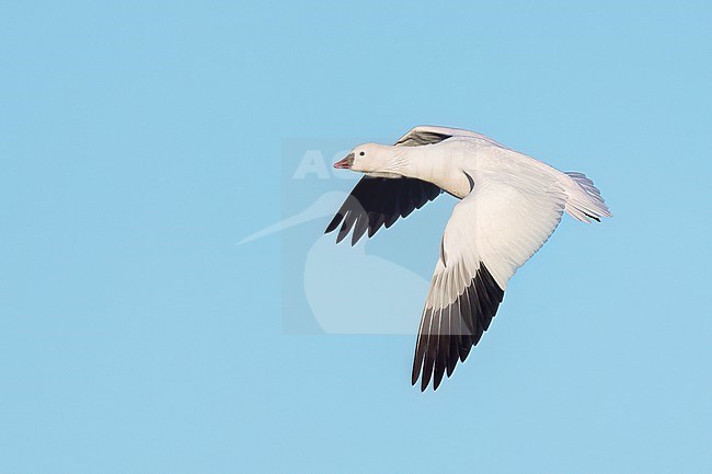 Adult
Colusa Co., CA
January 2023 stock-image by Agami/Brian E Small,