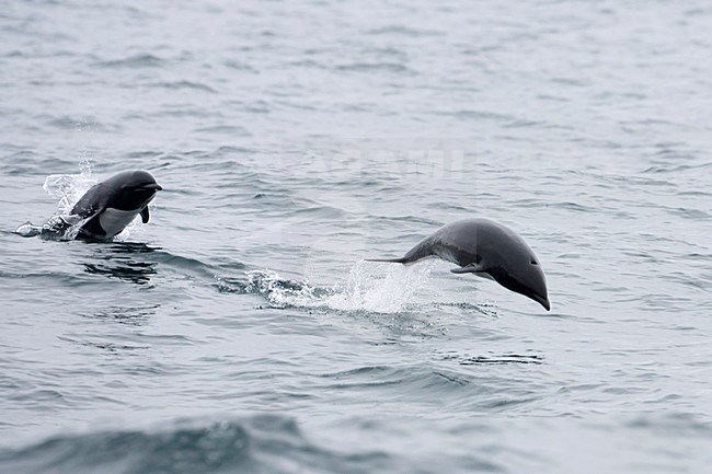 Springende Noordelijke gladde dolfijnen, Jumping Northern right-whale dolphins stock-image by Agami/Martijn Verdoes,