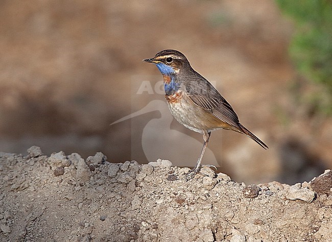 Male Red-spotted Bluethroat (Luscinia svecica svecica) during migration stock-image by Agami/Andy & Gill Swash ,