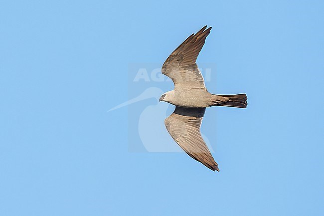 Adult 
Galveston Co., TX
April 2023 stock-image by Agami/Brian E Small,