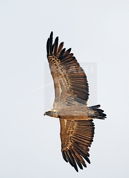 Vale Gier in de vlucht; Griffon Vulture in flight stock-image by Agami/Markus Varesvuo,