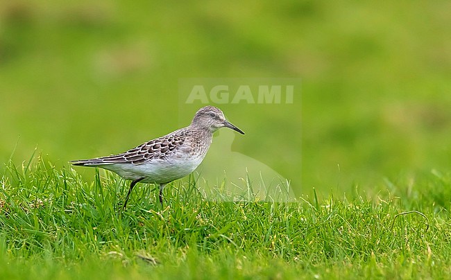 First winter White-rumped Sandpiper walking around Caldeira's lake, Corvo, Azores. Ocober 25, 2014. stock-image by Agami/Vincent Legrand,