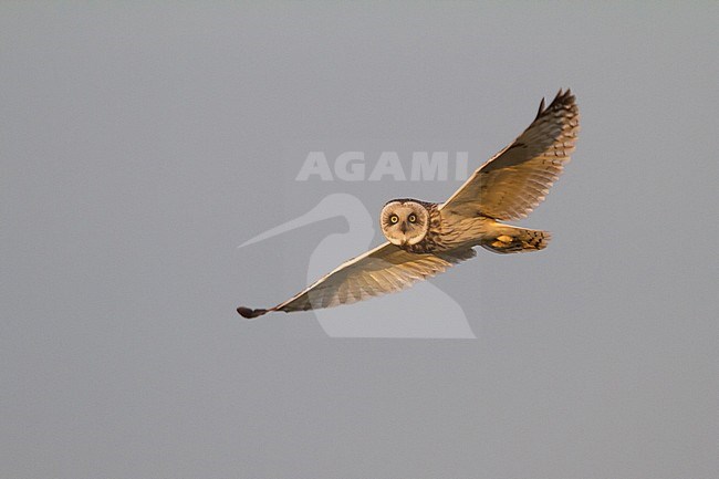 Short-eared Owl - Sumpfohreule - Asio flammeus ssp. flammeus, Kazakhstan, adult stock-image by Agami/Ralph Martin,