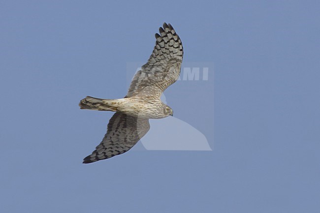 Hen Harrier female flying; Blauwe Kiekendief vrouw vliegend stock-image by Agami/Daniele Occhiato,