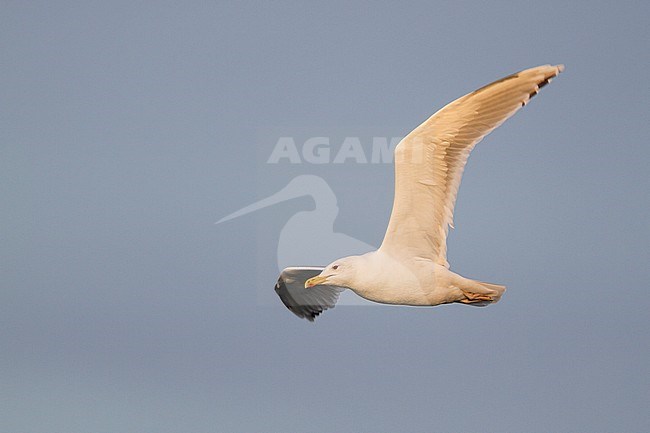 Caspian Gull - Steppenmöwe - Larus cachinnans, Austria, adult stock-image by Agami/Ralph Martin,
