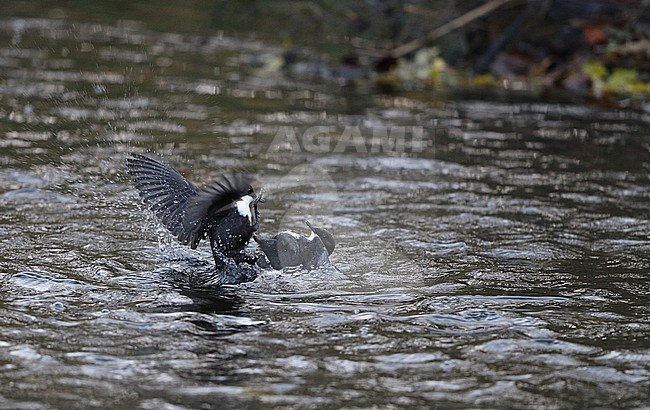 White-throated Dipper, Cinclus cinclus, fighting birds at Rådvad, Denmark stock-image by Agami/Helge Sorensen,