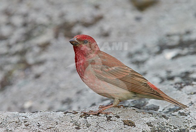 Volwassen mannetje Roodmus; Adult summer Male Common Rosefinch stock-image by Agami/Markus Varesvuo,