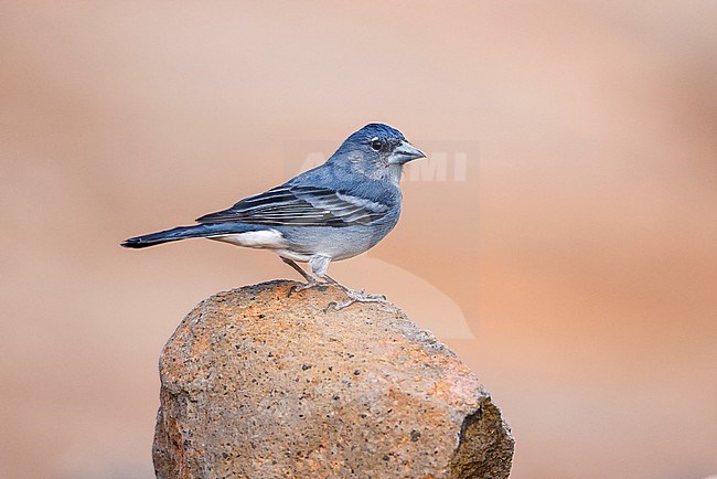 Blue Chaffinch on a rock stock-image by Agami/Chris van Rijswijk,