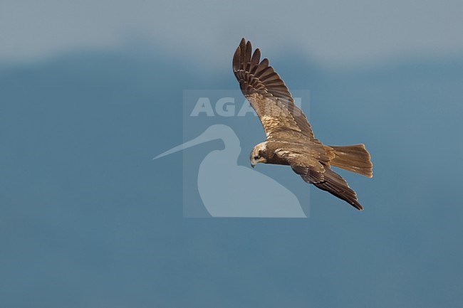 Vrouwtje Bruine Kiekendief in vlucht; Female Western Marsh Harrier in flight stock-image by Agami/Daniele Occhiato,