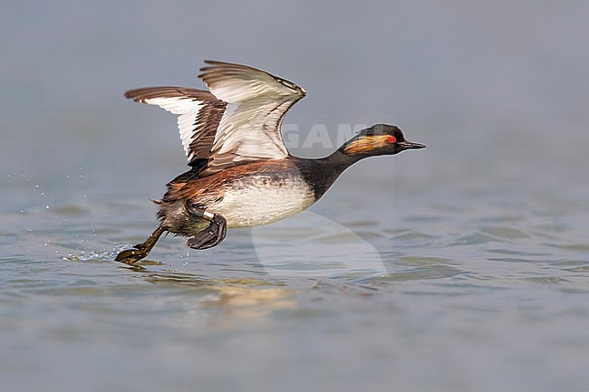 Geoorde Fuut, Black-necked Grebe, Podiceps nigricollis stock-image by Agami/Daniele Occhiato,