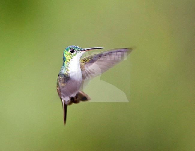 Biddende Andesamazilia; Hovering Andean Emerald stock-image by Agami/Marc Guyt,