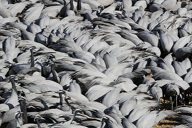 Jufferkraan; Demoiselle Crane (Anthropoides virgo) stock-image by Agami/James Eaton,