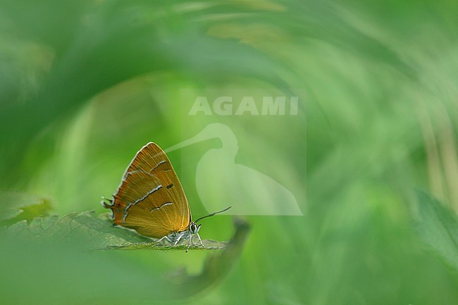  stock-image by Agami/Rob de Jong,