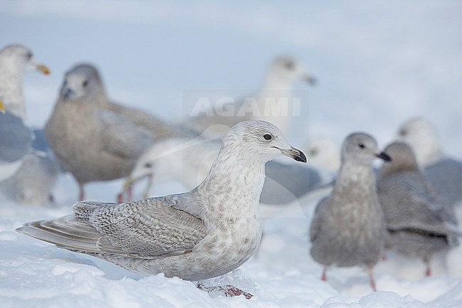 Kumliens Meeuw, Kumlien's Gull, Larus glaucoides kumlieni stock-image by Agami/Chris van Rijswijk,