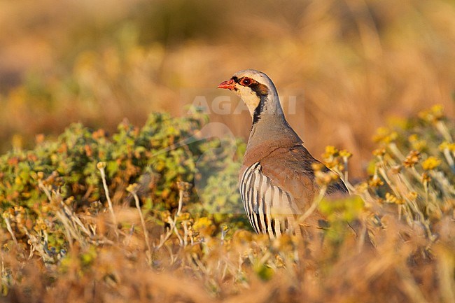 Chukar - Chukar - Alectoris chukar ssp. cypriotes, Cyprus stock-image by Agami/Ralph Martin,