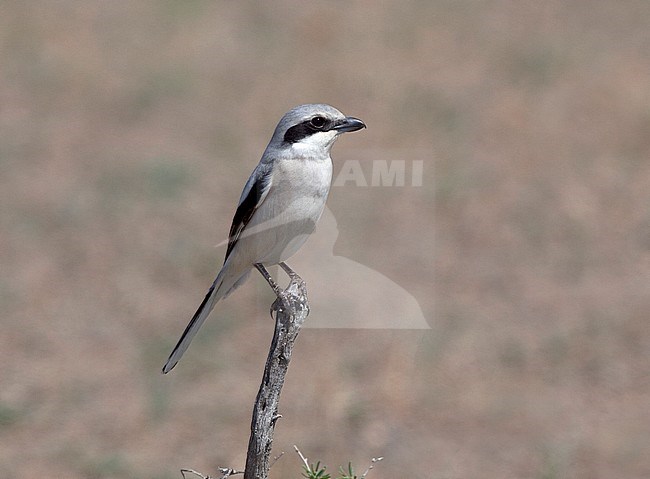 Adult Steppe Grey Shrike (Lanius pallidirostris) stock-image by Agami/Andy & Gill Swash ,