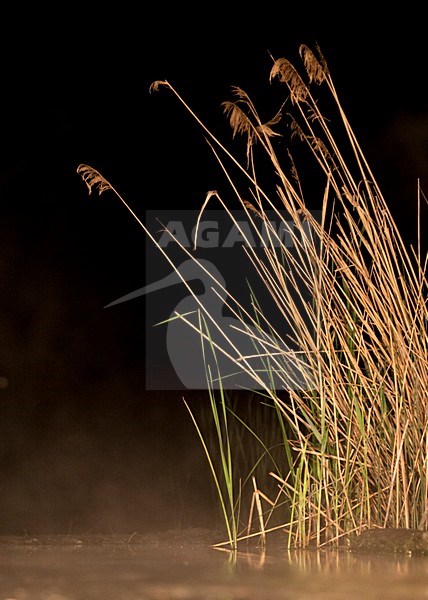 Rietkraag in de avondmist; Reedbed in nightly mist stock-image by Agami/Marc Guyt,