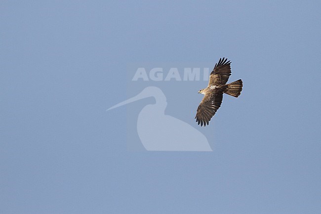 Bonelli's Eagle - Habichtsadler - Aquila fasciata ssp. fasciata, Oman, adult stock-image by Agami/Ralph Martin,