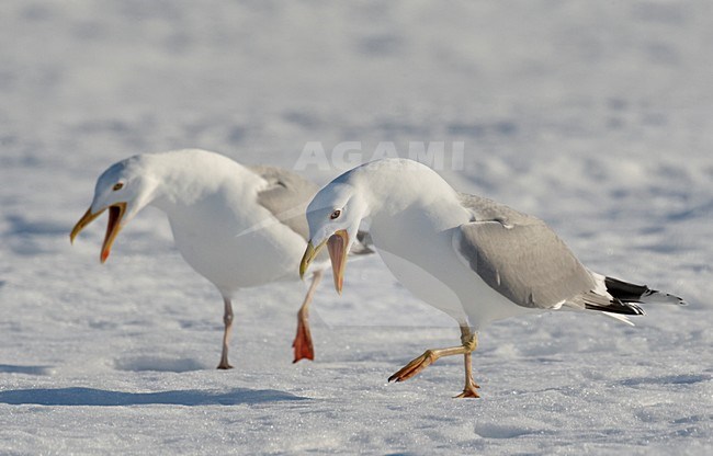 Zilvermeeuw; European Herring Gull stock-image by Agami/Markus Varesvuo,