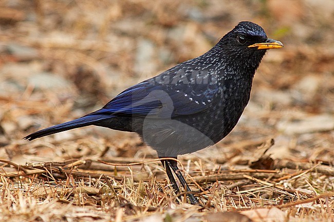 Adult Blue Whistling Thrush (Myophonus caeruleus) perched. Standing on the ground, seen from the side. stock-image by Agami/Marc Guyt,