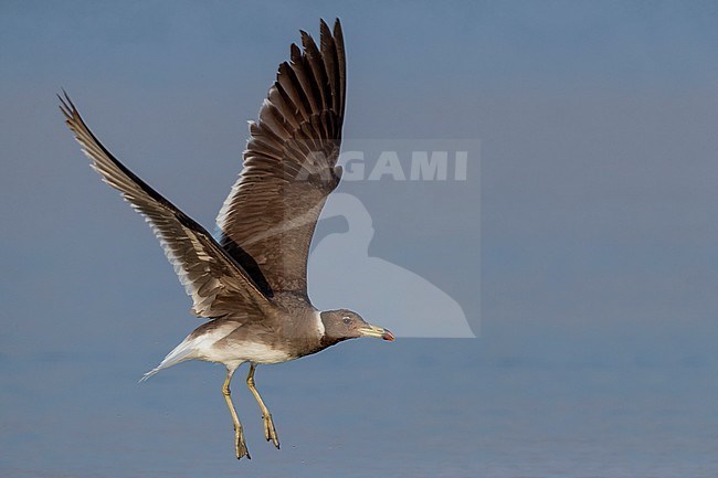 Sooty Gull (Ichthyaetus hemprichii), adult in winter plumage in flight stock-image by Agami/Saverio Gatto,