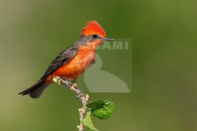 Adult breeding plumaged Vermilion flycatcher (Pyrocephalus obscurus)
Riverside Co., California, USA
April 2018 stock-image by Agami/Brian E Small,