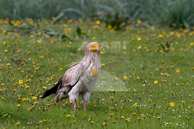 Volwassen Aasgier; Adult Egyptian Vulture stock-image by Agami/Hans Germeraad,