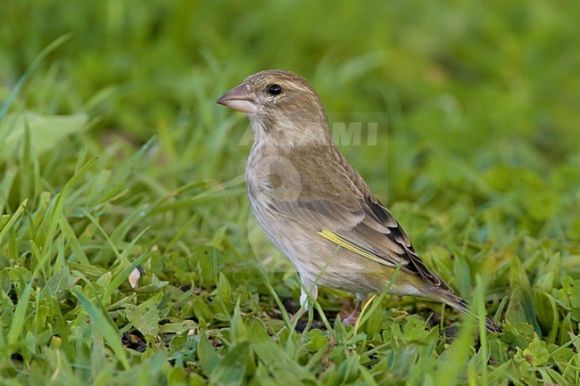 Vrouwtje Groenling in het gras; Female European Greenfinch in grass stock-image by Agami/Daniele Occhiato,