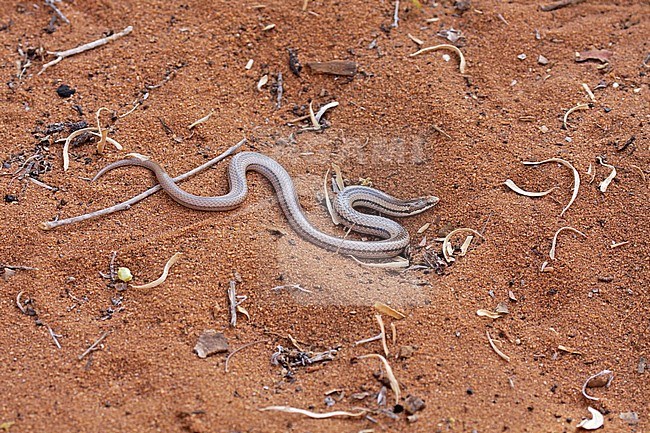 Liophidium chabaudi moving along the dry forest floor on the west coast. An endemic snake to the island of Madagascar and harmless to humans. stock-image by Agami/Pete Morris,