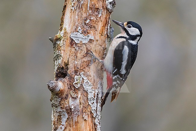 Great Spotted Woodpecker (Dendrocopos major) in Italy. Resting against side of the tree. stock-image by Agami/Daniele Occhiato,