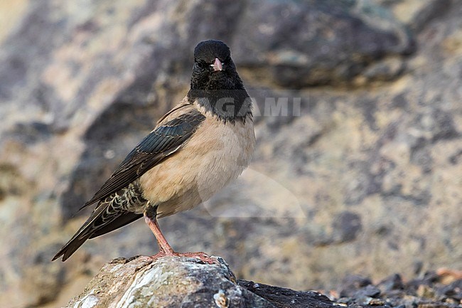 Roze Spreeuw; Rosy Starling; Rose-coloured Starling; Pastor roseus stock-image by Agami/Daniele Occhiato,