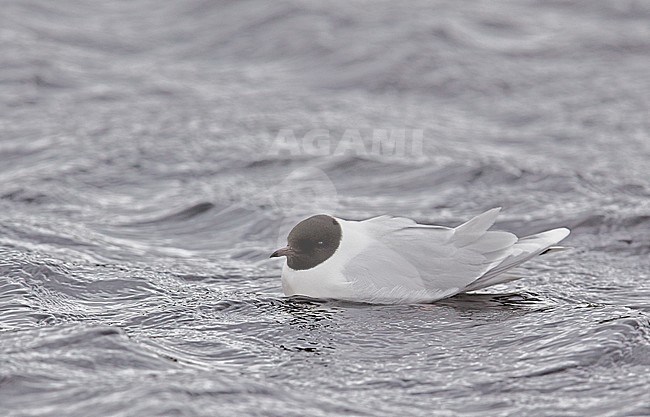 Adult Little Gull (Hydrocoloeus minutus) at Vaala in Finland during late spring or early summer. Swimming in a lake. stock-image by Agami/Markus Varesvuo,