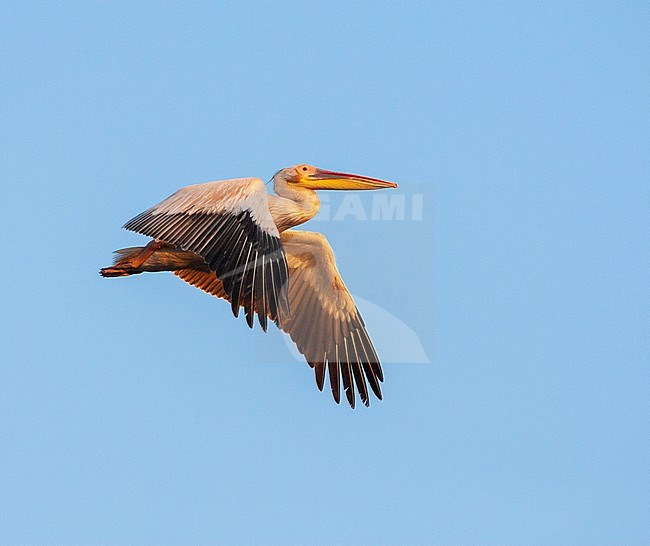 Great White Pelican (Pelecanus onocrotalus) in flight during late evening light in Donau Delta, Romania. stock-image by Agami/Marc Guyt,