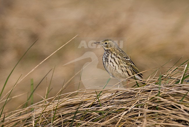 Graspieper in helmgras, Meadow Pipit in Marram grass stock-image by Agami/Marc Guyt,