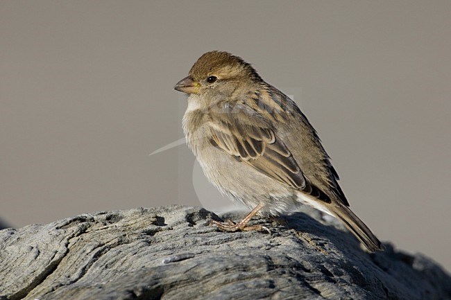 Vrouwtje Italiaanse Mus in zit; Female Italian Sparrow perched stock-image by Agami/Daniele Occhiato,