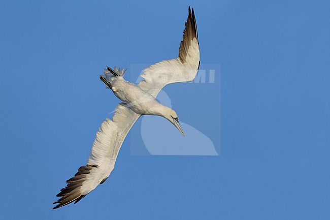 Jan-van-gent duikend naar vis; Northern Gannet diving for fish stock-image by Agami/Daniele Occhiato,