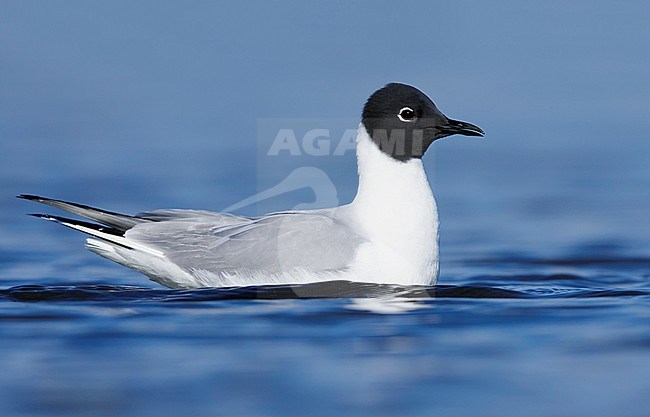 Adult Bonaparte's Gull (Chroicocephalus philadelphia) in breeding plumage at Churchill, Manitoba, Canada, in June 2017. Swimming in tundra lake. stock-image by Agami/Brian E Small,