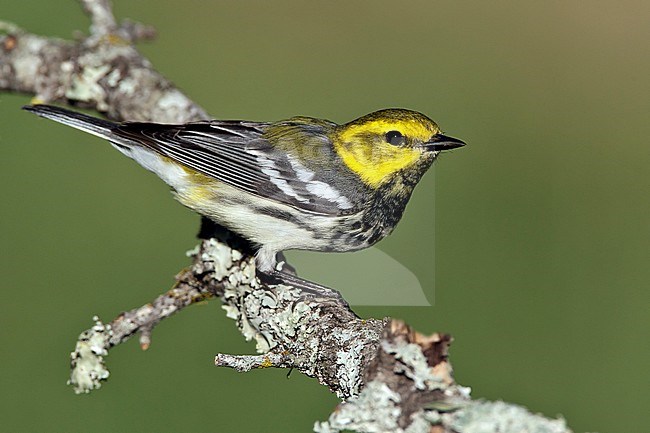 Adult female 
Galveston Co., TX 
April 2011 stock-image by Agami/Brian E Small,