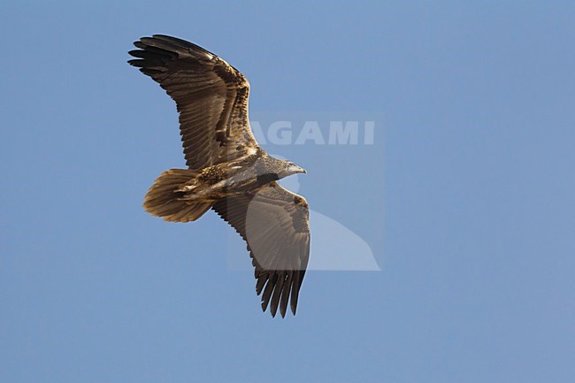 Juveniele Aasgier in de vlucht; Juvenile Egyptian Vulture in flight stock-image by Agami/Daniele Occhiato,