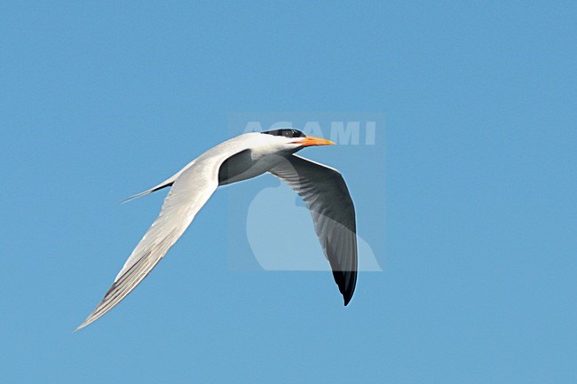 Afrikaanse Koningsstern vliegend boven de Atlantische oceaan; African Royal Tern flying above the Altlantic ocean stock-image by Agami/Laurens Steijn,