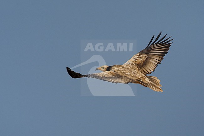 Onvolwassen Aasgier in de vlucht; Immature Egyptian Vulture in flight stock-image by Agami/Daniele Occhiato,