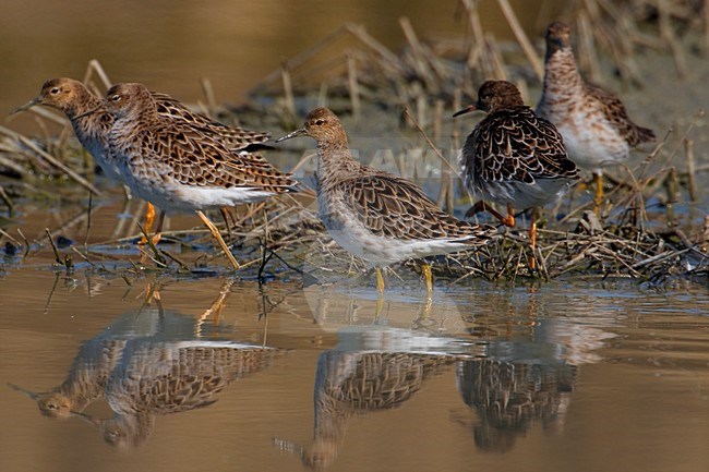 Groepje Kemphanen; Flock of Ruff stock-image by Agami/Daniele Occhiato,