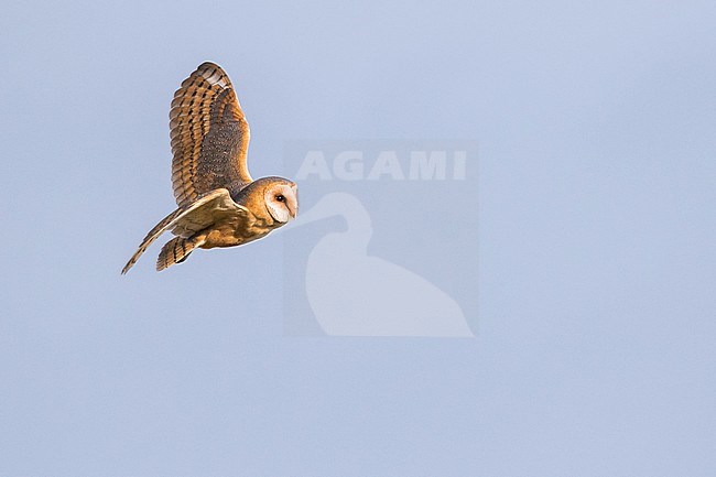 Common Barn Owl (Tyto alba alba) in Germany (Niedersachsen). stock-image by Agami/Ralph Martin,