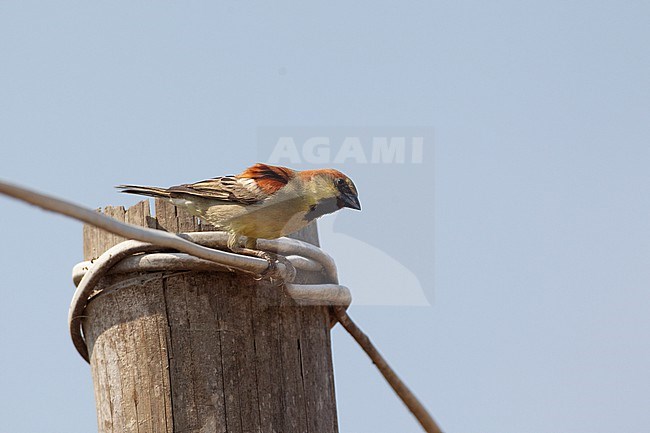 Plain-backed Sparrow (Passer flaveolus) at Petchaburi, Thailand stock-image by Agami/Helge Sorensen,