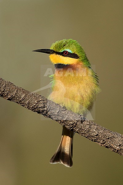 Dwergbijeneter, Little Bee-eater, stock-image by Agami/Walter Soestbergen,