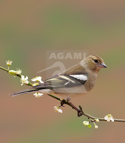 Vrouwtje Vink; Female Common Chaffinch stock-image by Agami/Reint Jakob Schut,